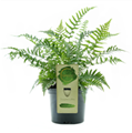 famoos® Dryopteris affinis.png